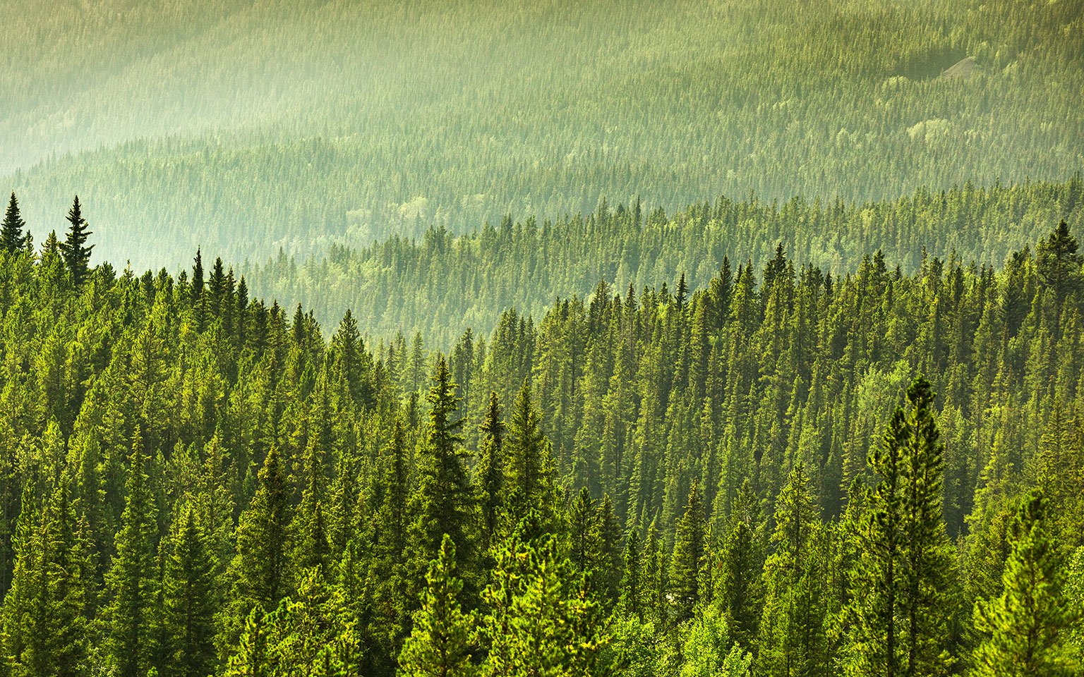 Working toward a sustainable world image of green forest